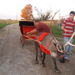 Father & Son - Hitching Reindeer For Summer Ride