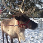Madonna One of our Reindeer